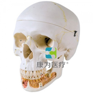 經(jīng)典顱模型帶有開(kāi)放下頜， 3部分