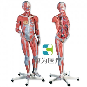 豪華型兩性人體肌肉臂模型，45部分