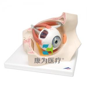 眼窩中的眼模型，實(shí)物的3.5倍，8部分